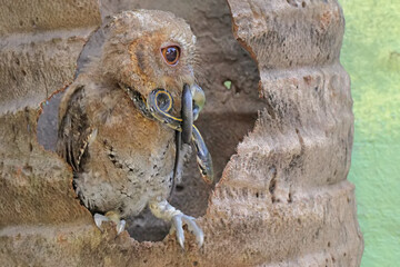 A Javan scops owl preys on a small snake. This nocturnal bird has the scientific name Otus lempiji.
