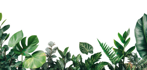 Lush tropical foliage border, vibrant green leaves isolated on white background, perfect for design projects.