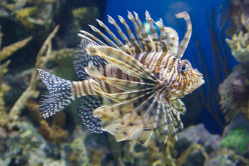 A fish with a long tail and a long fin is swimming in a tank