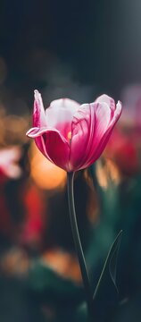 tulip on black background
