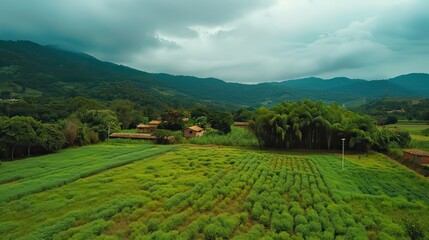 Fototapeta premium A lush green agricultural field in rural Brazil with overcast skies.
