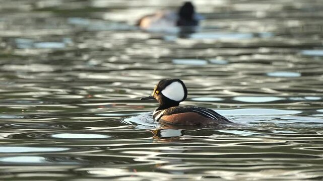 hooded merganser swimming 