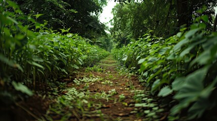 Obraz premium A green soybean plantation with a dirt pathway in the middle.