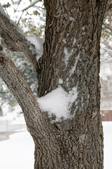 Tree trunk with snow, a winter day