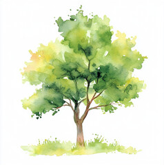 watercolor spring woodland tree, clipart, on white background