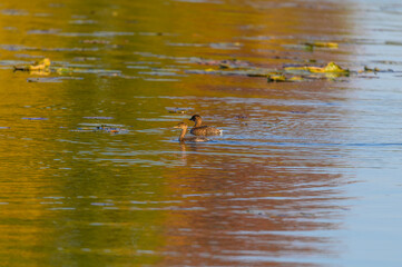 A Pied Bill Grebe Swims in a Lake at Kensington Metropark, near Brighton, Michigan.