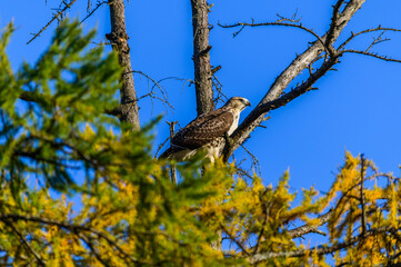 A Red Tailed Hawk Perched in a Tree at Kensington Metropark, near Brighton, Michigan.