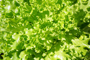 closeup Fresh green lettuce salad leaves. Salad vegetable texture growing in vegetable garden. Fresh green Salad texture.
