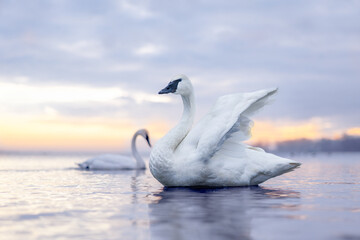 Trumpeter swan in the lake around sunset