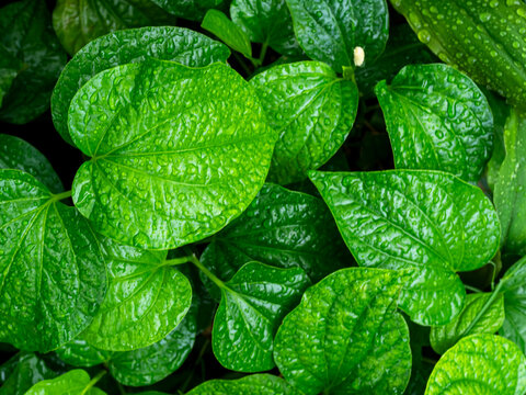 Piper Sarmentosum,wildbetal leafbush texture pattern background green leaves garden growth, vegatable indredient raw food Herb thailand asian plant summer tropical, backdrop organic natural eco