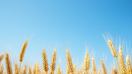 Fototapeta premium A field of golden wheat against a clear blue sky, symbolizing agriculture and harvest.