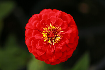 Red Zinnia flower, common zinnia or elegant zinnia in the formal garden Zinnia, bloom, red flower background.