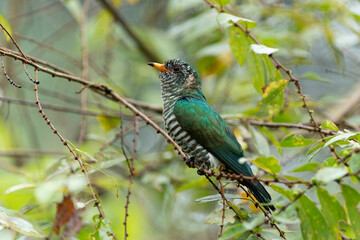 The Asian emerald cuckoo (Chrysococcyx maculatus) is a species of cuckoo in the family Cuculidae