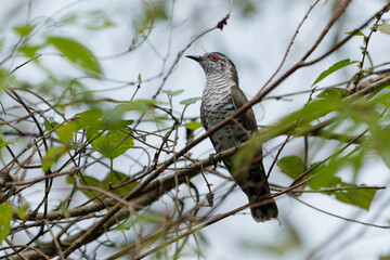 The Asian emerald cuckoo (Chrysococcyx maculatus) is a species of cuckoo in the family Cuculidae
