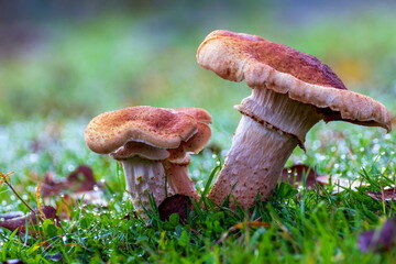 Large honey mushrooms grow in a forest clearing on an autumn day