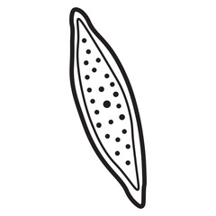 nitzschia palea line icon