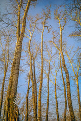 Tall poplars without leaves on a winter day