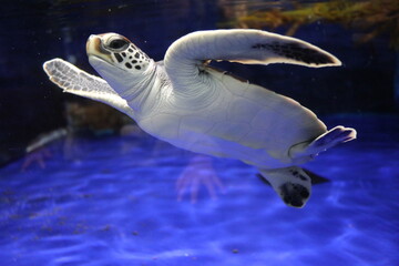鹿児島県鹿児島市　いおワールドかごしま水族館