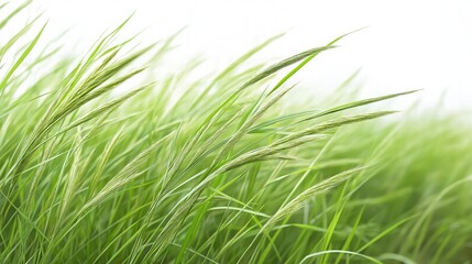 A field of green grass with tall, thin stalks