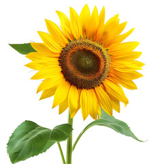 Obraz premium Yellow Sunflower with Green Leaves isolated on transparent background