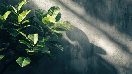 Indoor plant by gray wall with sunlight shadows