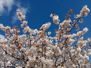 white flowers of blooming trees, harbingers of spring