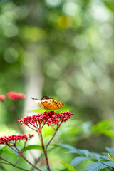 Black dotted High Brown orange color butter fly in a red flower outdoor garden sun light