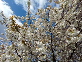 white flowers of blooming trees, harbingers of spring
