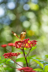 Black dotted High Brown orange color butter fly in a red flower outdoor garden sun light