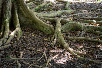 Tree roots spread in a ground in a aprk outdoor