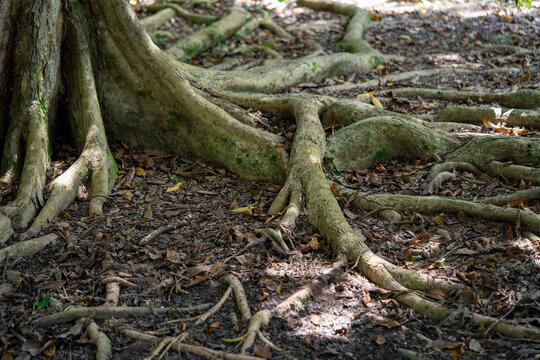 Tree roots spread in a ground in a aprk outdoor