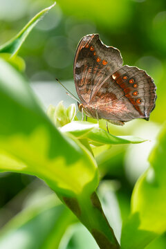 Dark brown orange color dotten buttern sitiing in green leaf ourdoor sunlight