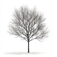 Obraz premium Branch Twig Monochrome photography Trunk Monochrome Woody plant Black and white