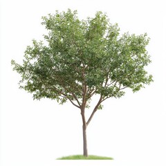 Branch Leaf Twig Woody plant Plantation