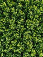 Naklejka premium Green Tree Top View