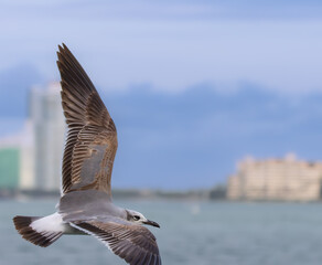 seagull flying over the sea