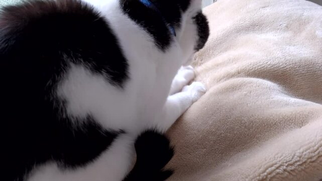 毛布をふみふみマッサージをする猫