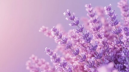 Obraz premium Purple flowers close-up,