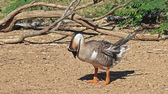 Gray geese walking along the beach