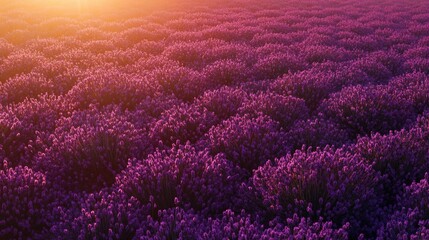Fototapeta premium Purple Flowers in Sun