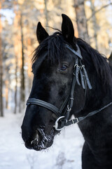 Obraz premium Portrait of a black horse in the winter in the forest