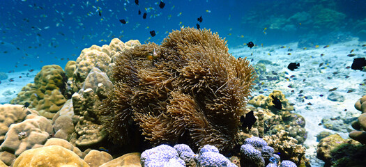 Underwater photo a scenic coral reef landscape. From a scuba dive in the south of Thailand. The Andaman Sea.