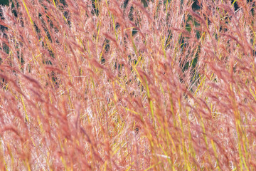 field of wheat
Dried grass flowers for background, to describe the image of winter and to use as wallpaper.