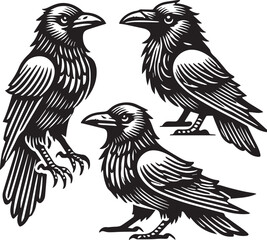 Crow vector illustration in black and white