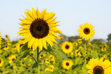 Fototapeta premium Sunflower garden ion blue sky background.Yellow sunflowers and harvest, bright sunny flower.Farming vegetable garden field, growing seeds for oil.Sunflower herbal oil improves skin health.