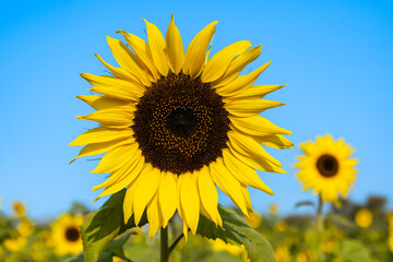 Naklejka premium Sunflower garden ion blue sky background.Yellow sunflowers and harvest, bright sunny flower.Farming vegetable garden field, growing seeds for oil.Sunflower herbal oil improves skin health.