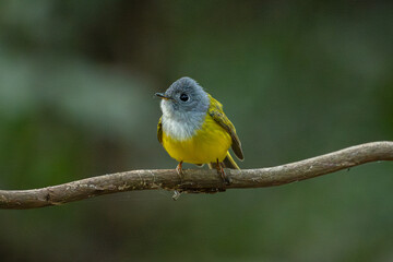 Cute grey headed canary flycatcher perching on a twig from Thailand.Little bird perched on branch tree on green leaves background.Nature animal wildlife concept.