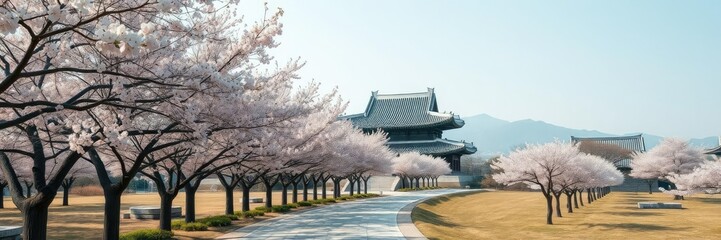 Obraz premium Cherry blossom trees lined along the winding paths of Gyeongbokgung palace in full bloom during the spring season, architecture, path, trees
