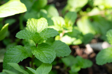 ..Fresh peppermint in the vegetable garden background Close up of beautiful mint, peppermint. Organic vegetable garden.