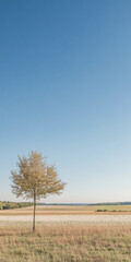 Fototapeta premium Lonely tree stands tall against a clear blue sky in an expansive landscape